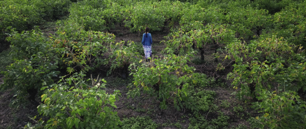 【現代社会学部】佐藤ゼミ（１・２回生）で映画「森を織る」を上映しましたのサムネイル
